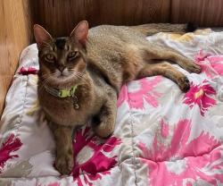 Lost Male Cat last seen Bushlark Place Greenbank, Greenbank, QLD 4124