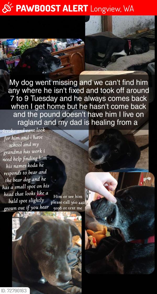 Lost Male Dog last seen Ragland road, Longview, WA 98632