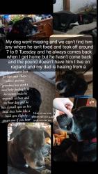 Lost Male Dog last seen Ragland road, Longview, WA 98632