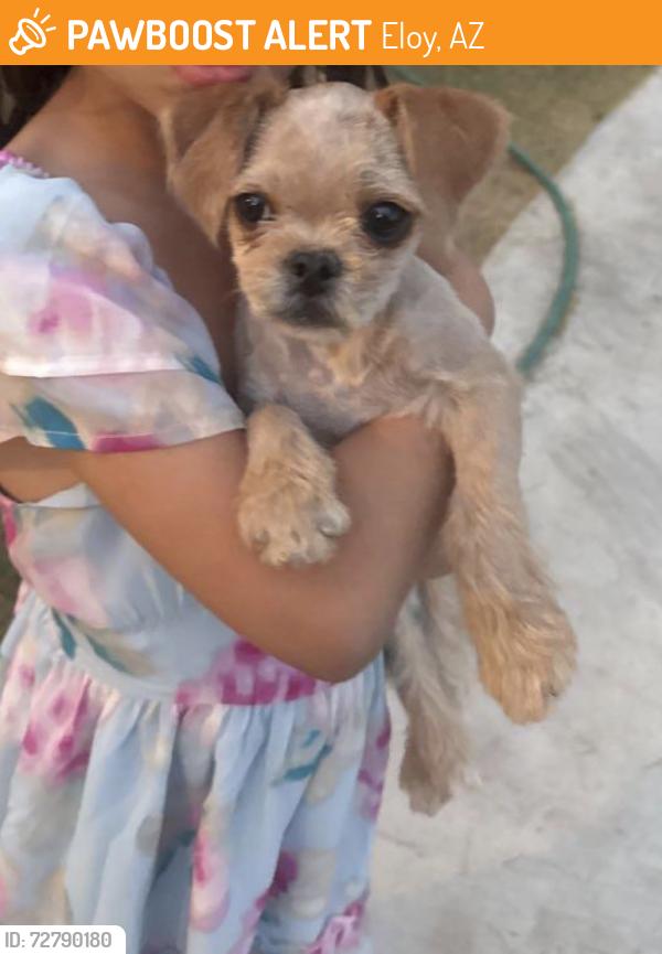 Found/Stray Unknown Dog last seen Arizona Ave and 11 mile corner , Eloy, AZ 85131