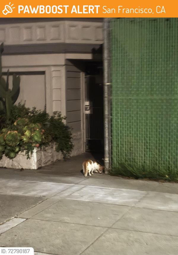 Found/Stray Unknown Cat last seen Baker & Grove, San Francisco, CA 94117