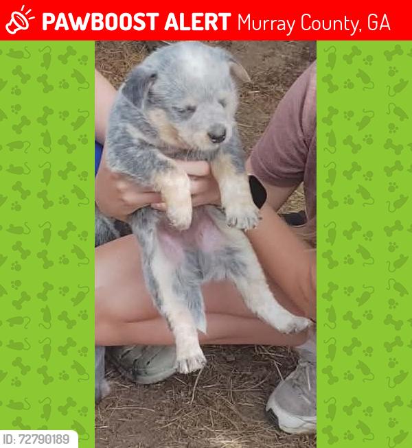 Lost Male Dog last seen Couch rd and 225 , Murray County, GA 30735