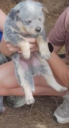 Lost Male Dog last seen Couch rd and 225 , Murray County, GA 30735