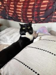 Lost Male Cat last seen Noland Hills Dr, Buncombe County, NC 28748