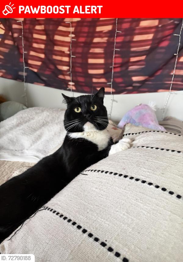 Lost Male Cat last seen Noland Hills Dr, Buncombe County, NC 28748
