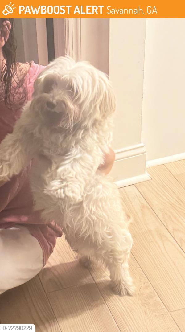 Found/Stray Male Dog last seen E Park Street, Savannah, GA 31401
