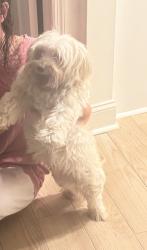 Found/Stray Male Dog last seen E Park Street, Savannah, GA 31401