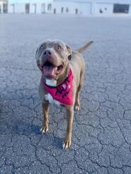 Shelter Stray Female Dog last seen Near BLOCK SE 34 TER, Doral, FL 33122