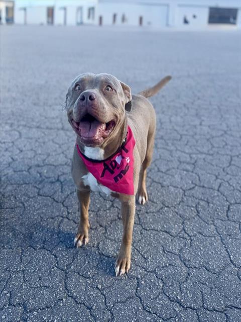 Shelter Stray Female Dog last seen Near BLOCK SE 34 TER, Doral, FL 33122
