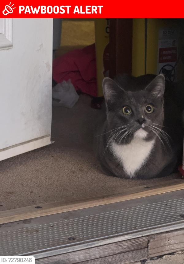Lost Male Cat last seen Chapman , North Richland Hills, TX 76182