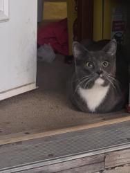 Lost Male Cat last seen Chapman , North Richland Hills, TX 76182