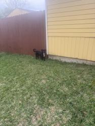 Found/Stray Male Dog last seen Cactus st & scarborough ln, Pasadena, TX 77506