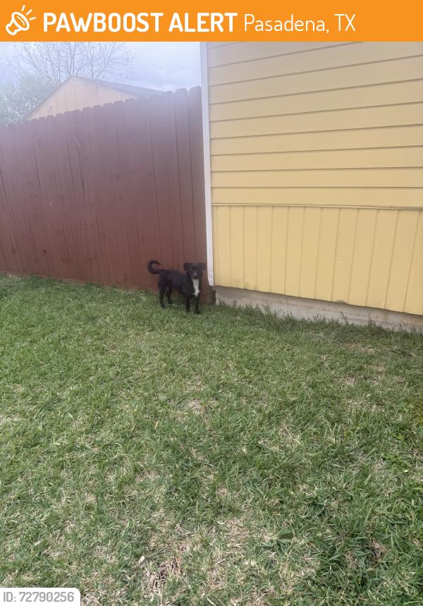 Found/Stray Male Dog last seen Cactus st & scarborough ln, Pasadena, TX 77506