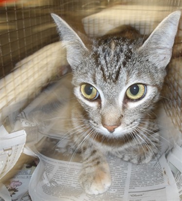 Shelter Stray Female Cat last seen , Los Angeles, CA 90025