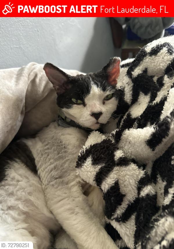 Lost Male Cat last seen Near NE 16th Ave , Fort Lauderdale, FL 33304