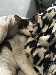 Lost Male Cat last seen Near NE 16th Ave , Fort Lauderdale, FL 33304