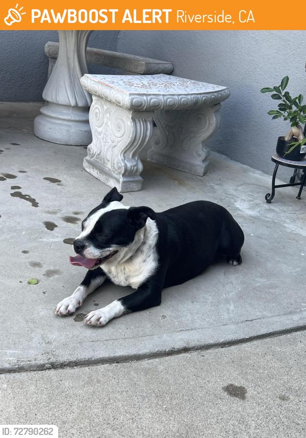 Found/Stray Female Dog last seen GO car wash by Anchos Grill, Riverside, CA 92501