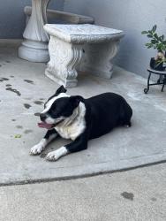 Found/Stray Female Dog last seen GO car wash by Anchos Grill, Riverside, CA 92501