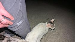 Found/Stray Unknown Cat last seen Campus Dr, Oakland, CA 94605
