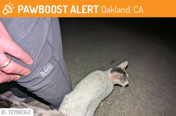 Found/Stray Unknown Cat last seen Campus Dr, Oakland, CA 94605