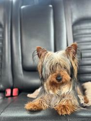 Lost Male Dog last seen Lincoln elementary school district 156, Calumet City, IL 60409