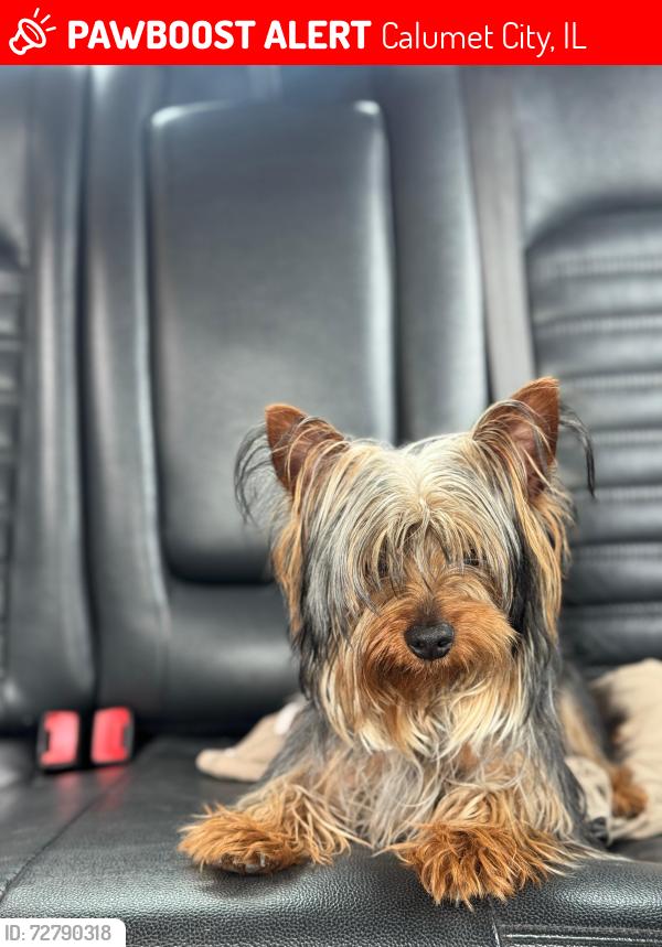 Lost Male Dog last seen Lincoln elementary school district 156, Calumet City, IL 60409