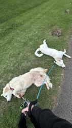 Found/Stray Male Dog last seen Chantilly Lane, Carriage Hills Blvd, Conroe, TX 77384