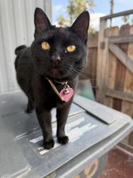Lost Female Cat last seen Jackson hill drive , El Cajon, CA 92021