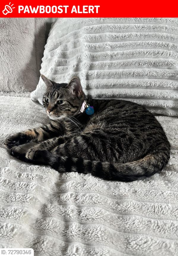 Lost Female Cat last seen Lexington, Colorado Springs, CO 80918