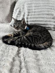 Lost Female Cat last seen Lexington, Colorado Springs, CO 80918