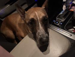 Found/Stray Female Dog last seen Twin mills park , Fort Worth, TX 76179