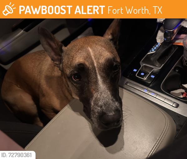 Found/Stray Female Dog last seen Twin mills park , Fort Worth, TX 76179
