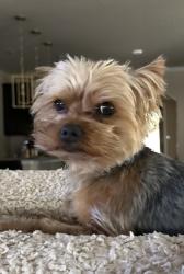 Lost Male Dog last seen Jacobs Reserve the Woods section, Conroe, TX 77384
