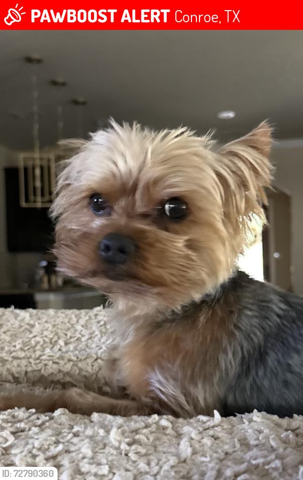 Lost Male Dog last seen Jacobs Reserve the Woods section, Conroe, TX 77384