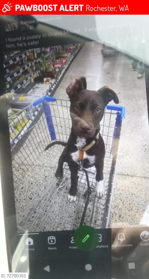 Lost Male Dog last seen Near station 19615 Elderberry St SW B, Rochester, WA 98579, Rochester, WA 98579