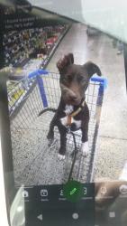 Lost Male Dog last seen Near station 19615 Elderberry St SW B, Rochester, WA 98579, Rochester, WA 98579