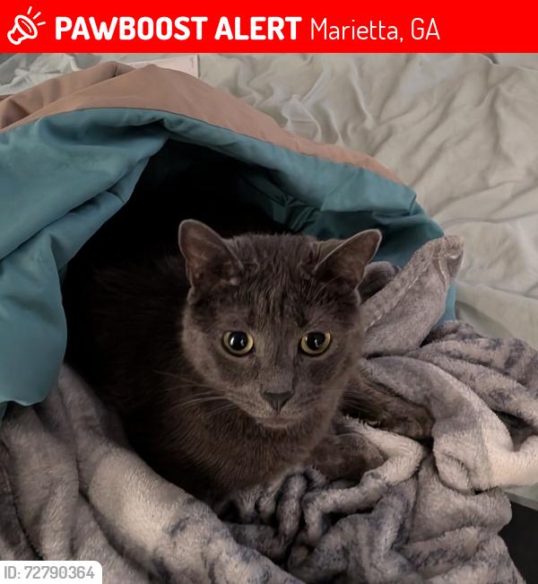 Lost Male Cat last seen Rockledge apmts , Marietta, GA 30067