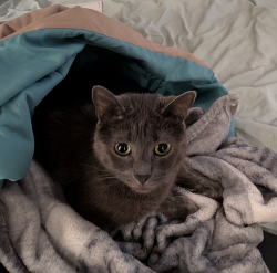 Lost Male Cat last seen Rockledge apmts , Marietta, GA 30067