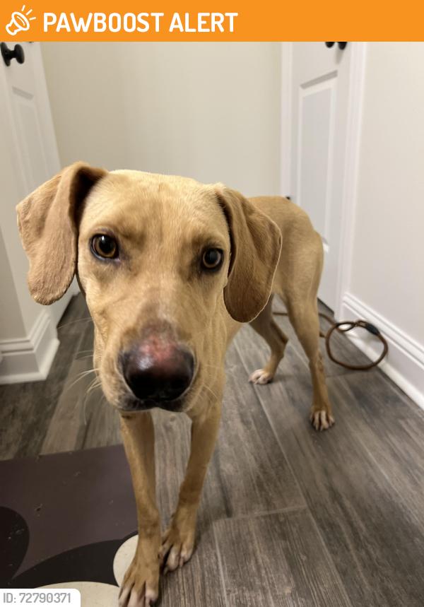 Found/Stray Female Dog last seen Bus. Hwy 190, Tangipahoa Parish, LA 70454