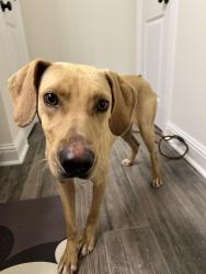 Found/Stray Female Dog last seen Bus. Hwy 190, Tangipahoa Parish, LA 70454