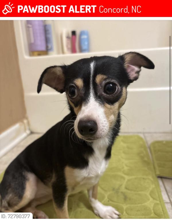 Lost Female Dog last seen Union st, Concord, NC 28025