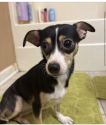 Lost Female Dog last seen Union st, Concord, NC 28025