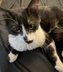 Found/Stray Male Cat last seen Chase Ave and Estes St, El Cajon, CA 92020