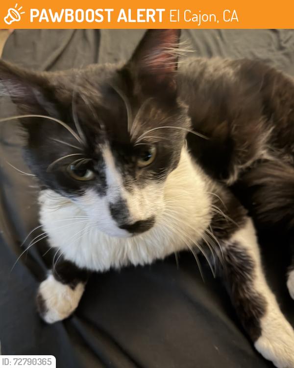 Found/Stray Male Cat last seen Chase Ave and Estes St, El Cajon, CA 92020