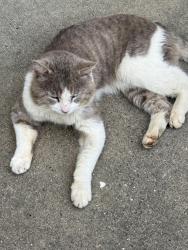 Found/Stray Male Cat last seen Gold Hill, Newcastle, CA 95658