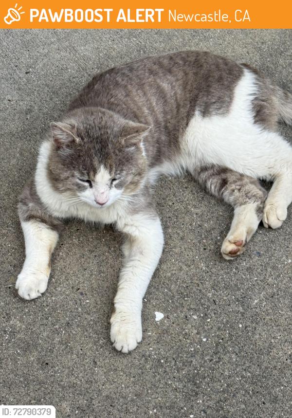 Found/Stray Male Cat last seen Gold Hill, Newcastle, CA 95658