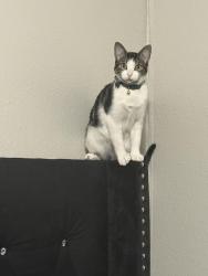 Lost Female Cat last seen Near Culebra rd, San Antonio, TX 78228