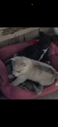 Lost Female Dog last seen Near mobile s , Vista, CA 92084