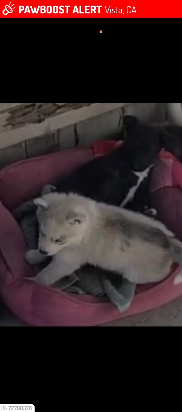 Lost Female Dog last seen Near mobile s , Vista, CA 92084