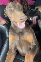 Lost Female Dog last seen Rainbow and Northern , Rio Rancho, NM 87124